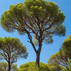 Maritime pine, the tree the bark extract is taken from