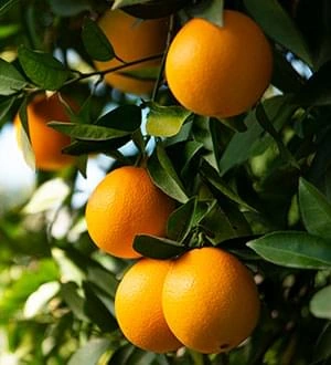 Oranges on a tree, a food source of vitamin C